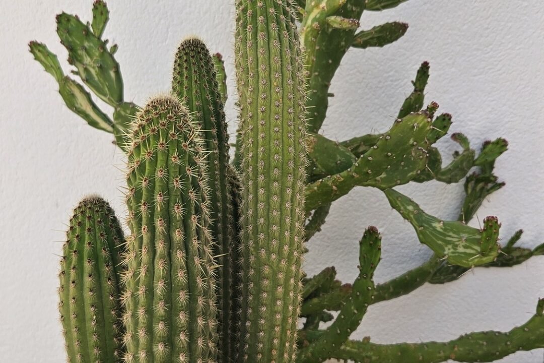 31